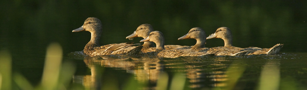 ducks